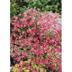 Šater ozdobný - červená - Gypsophila elegans - Hluboká červená, jemná textura - Čerstvá semena