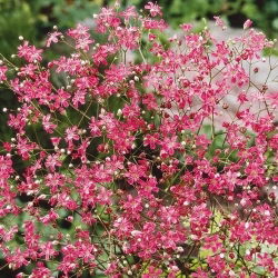 Šater ozdobný - červená - Gypsophila elegans - Hluboká červená, jemná textura - Čerstvá semena