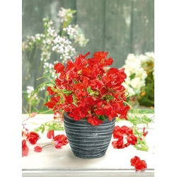 Guisante de Olor - Villa Roma - Rojo - Lathyrus odoratus - Vibrante tonalidad y fragancia refinada - Semillas frescas