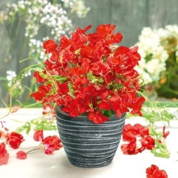 Guisante de Olor - Villa Roma - Rojo - Lathyrus odoratus - Vibrante tonalidad y fragancia refinada - Semillas frescas
