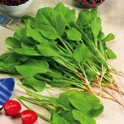 Семе кукуруза - Румек ацетоса - 1600 семена - Rumex acetosa