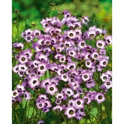 Gilia tricolor - Bird’s eyes - Gilia tricolor - Most delicate pastel mix, longest floral show - Fresh Seeds