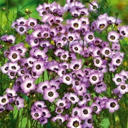 Gilia tricolor - Bird’s eyes - Gilia tricolor - Most delicate pastel mix, longest floral show - Fresh Seeds