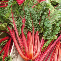 BIO Bietola - Rhubarb Chard - Steli rossi vivaci con foglie verde scuro lucide - Semi Freschi
