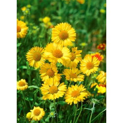 Kokarda osinatá - Aurea Pura - Gaillardia aristata - Čistý zlatý lesk - Čerstvé semená