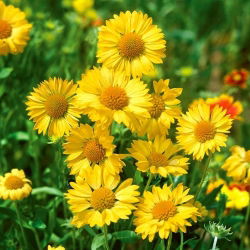 Kokarda osinatá - Aurea Pura - Gaillardia aristata - Čistý zlatý lesk - Čerstvé semená