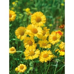 Gaillardia aristata - Aurea Pura - Gaillardia aristata - Purest golden brilliance - Fresh Seeds