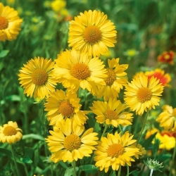 Gaillardia aristata - Aurea Pura - Gaillardia aristata - Purest golden brilliance - Fresh Seeds