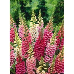 Vingerhoedskruid - Excelsior - Digitalis purpurea - Indrukwekkende hoogte en dramatische allure - Verse zaden