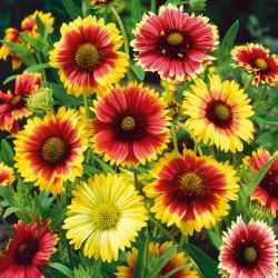 Kokarda jednoduchá - Gaillardia pulchella - Žiarivé farby, dlhé kvitnutie - Čerstvé semená