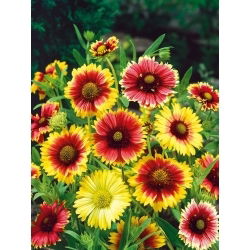 Gaillardia pulchella - Single Mixed - Gaillardia pulchella - Brightest hues, longest-blooming annual - Fresh Seeds