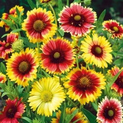 Gaillardia pulchella - Single Mixed - Gaillardia pulchella - Brightest hues, longest-blooming annual - Fresh Seeds