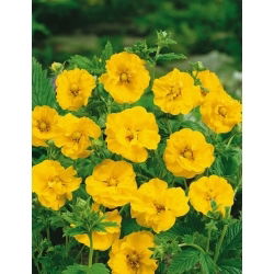 Geum chiloense - Lady Stratheden - Geum chiloense - Most vibrant yellow, fullest floral texture - Fresh Seeds