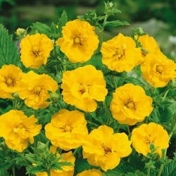 Geum chiloense - Lady Stratheden - Geum chiloense - Most vibrant yellow, fullest floral texture - Fresh Seeds