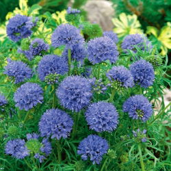 Gilia leptantha - Gilia leptantha - Nežna, zračna tekstura - Sveža semena