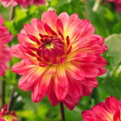 Dahlia - Armateras - Tuber