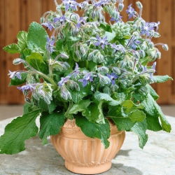 BIO Borage - Borago officinalis - Perfect for eco-gardens & pollinator-friendly borders - Fresh Seeds