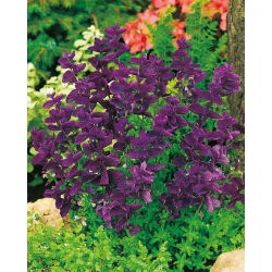 Sauge Hormin - Bleu - Salvia horminum - Idéale pour bordures ensoleillées et pots - Graines fraîches