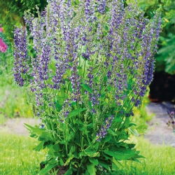 Sauge des Prés - Salvia pratensis - Parfaite pour prairies fleuries naturelles - Graines fraîches