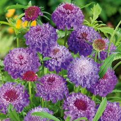 Scabieuse Pourpre - Violet - Scabiosa atropurpurea - Idéale en bouquets frais ou secs - Graines fraîches
