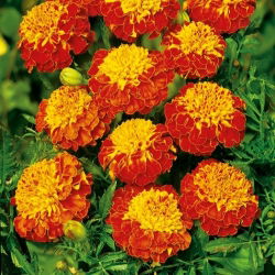 Œillet d'Inde - Panther - Tagetes patula - Floraison luxueuse acajou et or - Graines fraîches