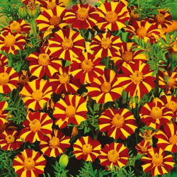 French Marigold - Court Jester - Tagetes patula - Flowers Non-Stop from June to October - Fresh Seeds