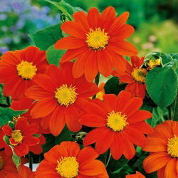 Girasol Mexicano - Red Torch - Tithonia rotundifolia - Alta y elegante, hasta 100 cm, perfecta para bordes traseros - Semillas frescas
