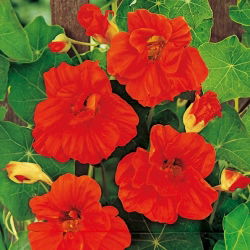 Nasturtium - Scarlet Gleam - Tropaeolum majus - 150cm Trailing Growth - Perfect for Fences, Pergolas & Containers - Fresh Seeds