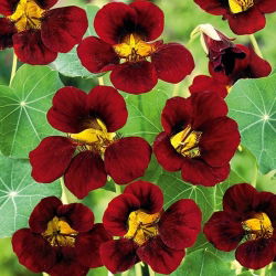 Dwarf Nasturtium - Black Velvet - Tropaeolum majus var. nanum - Compact & Bushy Growth - Ideal for Borders, Edgings & Pots - Fresh Seeds