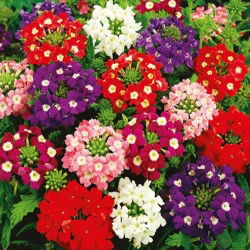 Garden Verbena - Sparkle - Verbena hybrida - Cascading Beauty for Planters, Pots & Hanging Baskets - Fresh Seeds