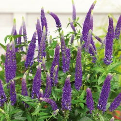 Garden Speedwell - Lavender Blue - Veronica longifolia - Stately Lavender-Blue Flower Spikes - A Magnet for Bees & Butterflies - Fresh Seeds