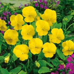 Viola - Yellow Perfection - Viola cornuta - Compact Brilliance - Perfect for Borders, Pots & Rock Gardens - Fresh Seeds