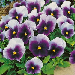 Pansy - Super Beaconsfield - Viola ×wittrockiana - Extra-Large Flowers - Maximum Visual Impact - Fresh Seeds