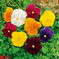 Pensée - Clear Crystals - Mélange - Viola ×wittrockiana - Parfaites pour bordures, pots et jardinières - Graines fraîches