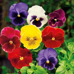Pansy - Hiemalis - Viola ×wittrockiana - Blooms in Frost - Colourful Joy from the Heart of Winter - Fresh Seeds