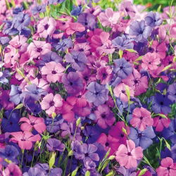 Silène rose-du-ciel - Mélange de roses, violets et blancs doux - Graines fraîches
