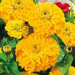 Zinnia fior di Dalia - Golden State - Zinnia elegans - Perfetto per recidere - mantiene freschezza nei vasi - Semi Freschi