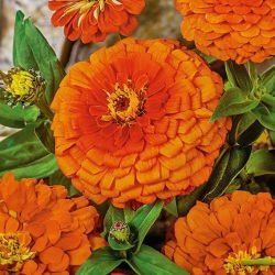 Zinnia fior di Dalia - Oriole - Zinnia elegans - Fiori arancio-dorati - Semi Freschi