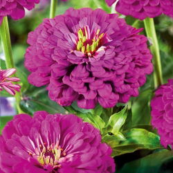 Zinnia Dahlia Flowered - Purple Prince - Zinnia elegans - Royal Purple Blooms That Dazzle All Summer Long - Fresh Seeds