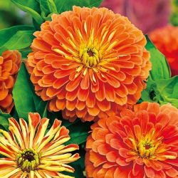 Zinnia Dahlia Flowered - Salmon Queen - Zinnia elegans - Lush Salmon Blooms - Garden Grace in Every Petal - Fresh Seeds