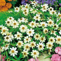 Mexican Zinnia - White - Zinnia haageana - Elegant White Carpet Blooms - Pure Garden Sophistication - Fresh Seeds