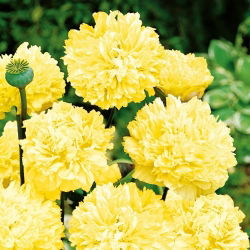 Papavero Fior di Peonia - Giallo - Papaver paeoniflorum - Ideale per bordure soleggiate e prati fioriti - Semi Freschi