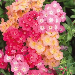 Drummond's Phlox - Cecily - Pastel Mixed - Phlox drummondii - Whimsical Pastel Blooms for Romantic Garden Borders - Fresh Seeds