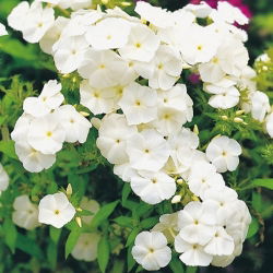 Drummond's Phlox - White - Phlox drummondii - Excellent cut flower - ideal for summer bouquets - Fresh Seeds