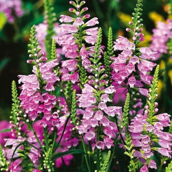 Obedient Plant - Pink - Physostegia virginiana - Stunning Summer Garden Attraction - Fresh Seeds