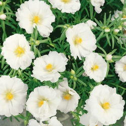 Moss Rose - Double flowered - White - Portulaca grandiflora - Ideal for Borders, Containers & Rockeries - Fresh Seeds