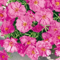 Moss Rose - Double flowered - Pink - Portulaca grandiflora - Perfect for Edging, Pots & Rockeries - Fresh Seeds