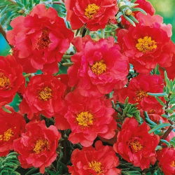 Moss Rose - Double flowered - Red - Portulaca grandiflora - Brilliant Colour All Summer Long - Fresh Seeds