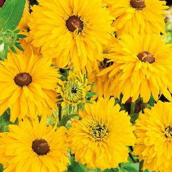 Double Rudbeckia - Golden Daisies - Rudbeckia hirta - Excellent for Fresh Bouquets - Long Vase Life & Sturdy Stems - Fresh Seeds