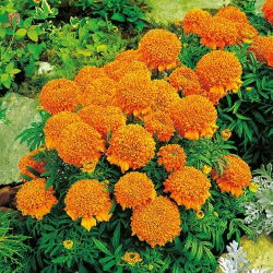 Rose d'Inde Nain - Cupido - Orange - Tagetes erecta - Idéale pour bordures, massifs, pots et allées - Graines fraîches